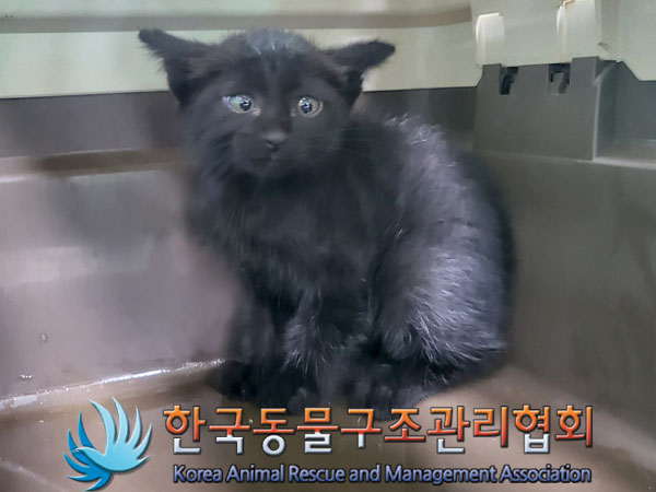 한국동물구조관리협회_411318202300316